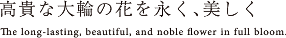 高貴な大輪の花を永く、美しく　The long-lasting, beautiful, and noble flower in full bloom.
